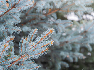 Wall Mural - Green fir branches in winter covered with snow. Branches of fir tree as background. Frosty spruce branches. Outdoor with snowy winter nature. Forest landscape