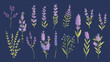 Lavender icons set. Hand-drawn cartoon lavandula co