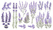 Lavender icons set. Hand-drawn cartoon lavandula co