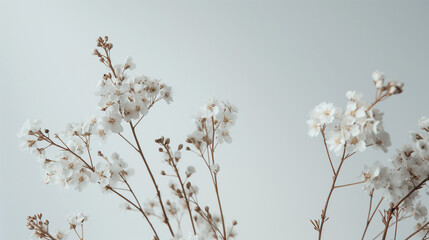 Wall Mural - Light plants on a light background.