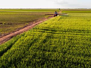 Wall Mural - Aerial view of a farmer driving a tractor on a rural path between vibrant wheat green crops