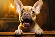 French bulldog puppy with open mouth and looking surprised