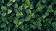 Fresh green peppermint leaves pattern.