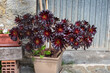 Aeonium zwartkop. Black rose succulent plants in pot.