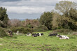 Friesian breed cows on the meadow between the trees. Llames de Pria, Llanes, Asturias, Spain.
