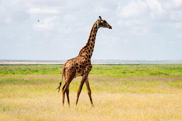 south african giraffe or cape giraffe walking on savanna with a blue sky with clouds in kruger natio