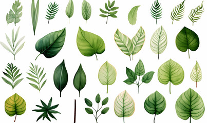 Wall Mural - Collection of greenery leaf plant forest herbs