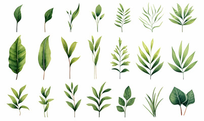 Wall Mural - Collection of greenery leaf plant forest herbs