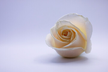 Sticker - a white rose with a soft background shows its stem and center