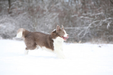 Wall Mural - Beautiful border collie in winter