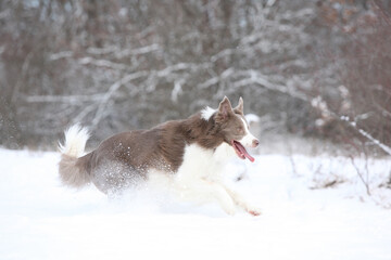 Wall Mural - Beautiful border collie in winter