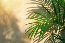 Close Up Of Palm Tree Leaves