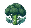 broccoli vintage illustration graphic asset
