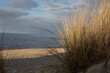 strandhafer /Schilf am Strand von Koserow auf Usedom