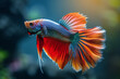 White, red, orange, blue, and multicolor Betta fish with a jet tail. Siamese fighting fish against a dark backdrop.