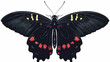 Parides aeneas bolivar butterfly flat vector isolated