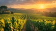 A vineyard with rows of vines and a beautiful sunset in the background. The sun is shining brightly, casting a warm glow over the entire scene. Concept of tranquility and serenity
