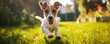 Happy fox terrier dog jump on green meadow in sunset light. copy space for text.