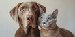 Close-up portrait of a dog with cat