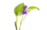 Fototapeta Koty - forest violet flowers isolated