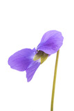 Fototapeta Koty - forest violet flowers isolated