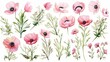 watercolor set with pink anemones, buds, leaves and twigs on a white background,