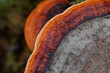 A beautiful close-up of wood decay fungi growing during early spring. A natural scenery of Northern Europe woodlands.