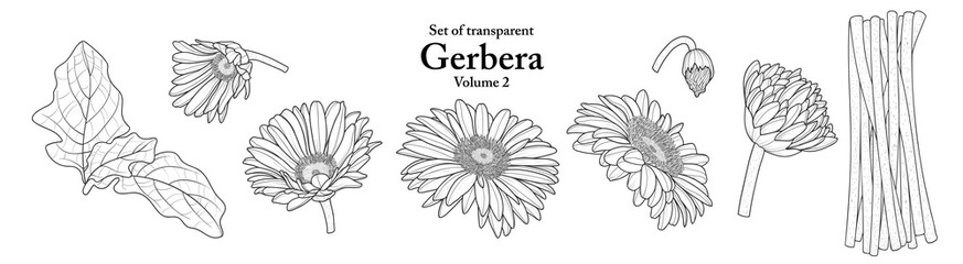 Wall Mural - A series of isolated flower in cute hand drawn style. Gerbera in black outline and white plain on transparent background. Drawing of floral elements for coloring book or fragrance design. Volume 2.