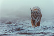 A lynx walks through the snow in winter