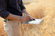 Farmer using digital tablet in barley field on sunny day, Smart farming, Business agriculture technology concept.