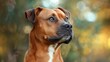Staffordshire Terrier dog portrait with bokeh, attentive brown pet animal in a domestic setting
