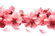 Bouquet of Blushing Blooms: A Group of Pink Flowers on a White Canvas. White or PNG Transparent Background.