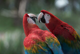 Fototapeta Uliczki - red and yellow macaw