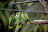 Fototapeta Uliczki - green parrot on a branch