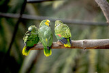 Fototapeta Uliczki - green winged macaw