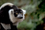 Fototapeta Uliczki - lemur