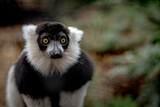 Fototapeta Uliczki - lemur on a tree