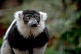 Fototapeta Uliczki - ring lemur