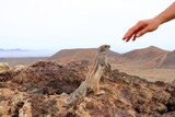 Fototapeta  - barbary ground squirrel asking for food at volcano caldera Calderon Hondo, Fuerteventura, Atlantoxerus getulus