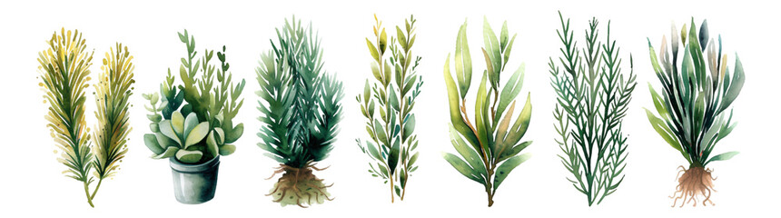 Wall Mural - Watercolor style, collection of plant elements, transparent background