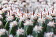 Extreme closeup of green spherical cactus with white fluff and sharp red thorn needles. Image with selective focus.	