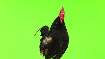 Poster - rooster on a green screen