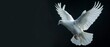 On a black background, an isolated white dove flies freely