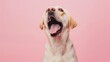 Labrador retriever dog panting in front of pink background