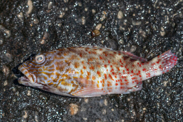 Wall Mural - Makapuʻu Beach Park Honolulu Oahu Hawaii. Cirrhitus pinnulatus, the stocky hawkfish, whitespotted hawkfish or marbled hawkfish, is a species of marine ray-finned fish, family Cirrhitidae.