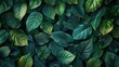 © GradPlanet - A large number of green leaves are tightly packed together in a dark background