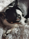 Fototapeta Desenie - Black and white chihuahua very attentive with the look