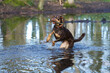 Front view of a beautiful brown mixed-breed dog with clear green eyes jumping out of water with a wood stick in the mouth in a wilderness area near Lyon called 