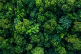 Fototapeta  - Top View of Dense Tropical Forest, Greenery Earth Texture