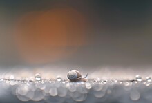 A Small Snail Is Sitting On A Wet Surface
